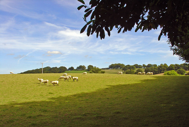 File:Wary sheep, Araul, Llanwnnen - geograph.org.uk - 892350.jpg