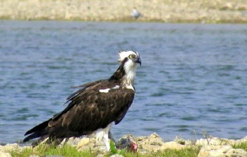 File:Western Osprey ( Pandion haliaetus ).jpg