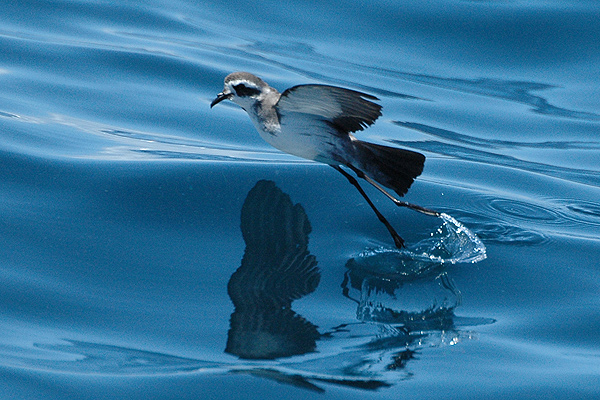 File:Whitefacedstormpetrel1.jpg