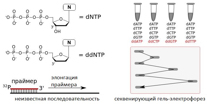 File:Секвенирование ДНК по Сангеру.jpg