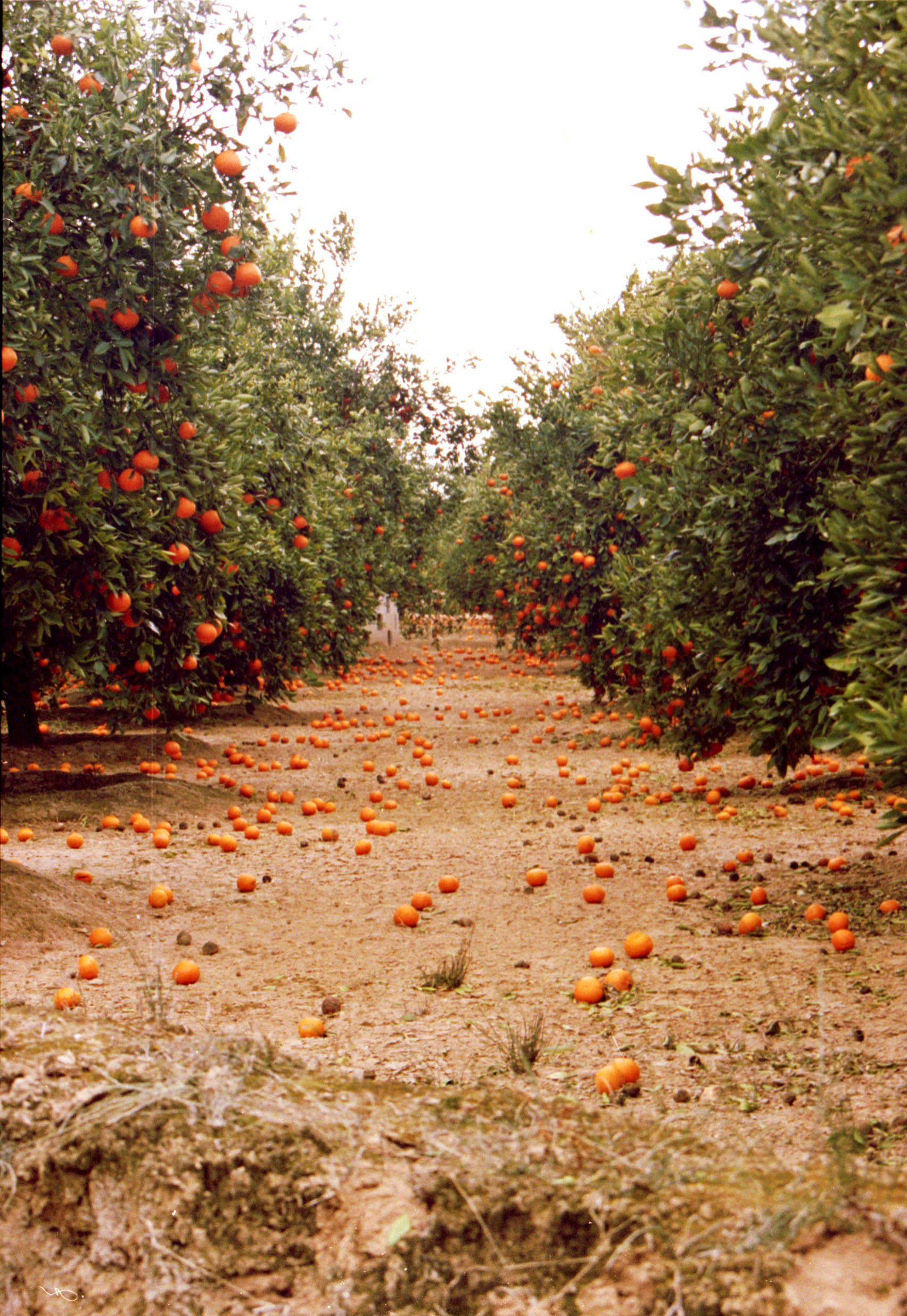 Huerto frutal - Wikipedia, la enciclopedia libre