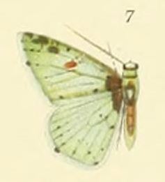 <i>Lissochlora</i> Genus of moths