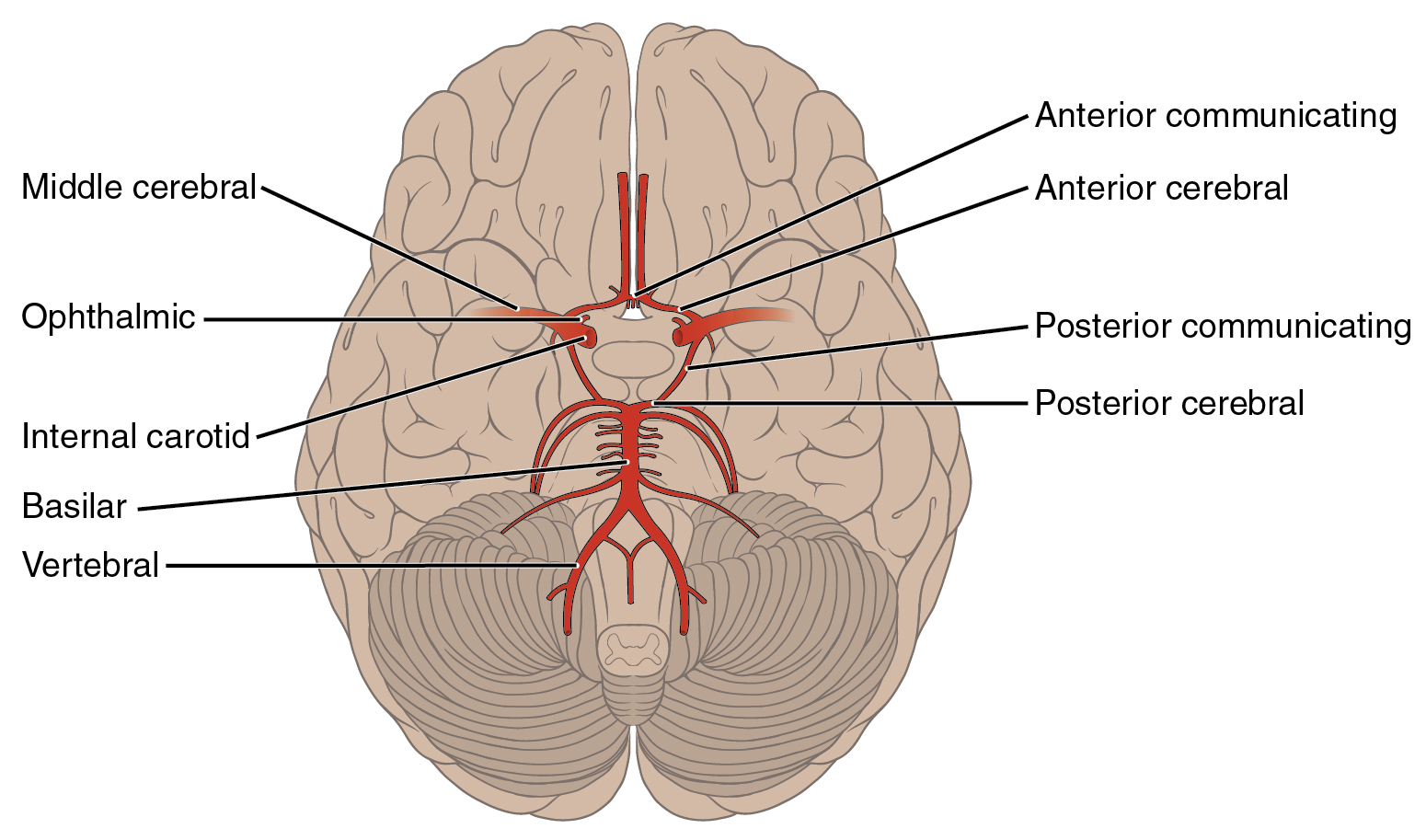 Anterior Cerebral Artery and the arteries of the brain. Wikimedia Commons