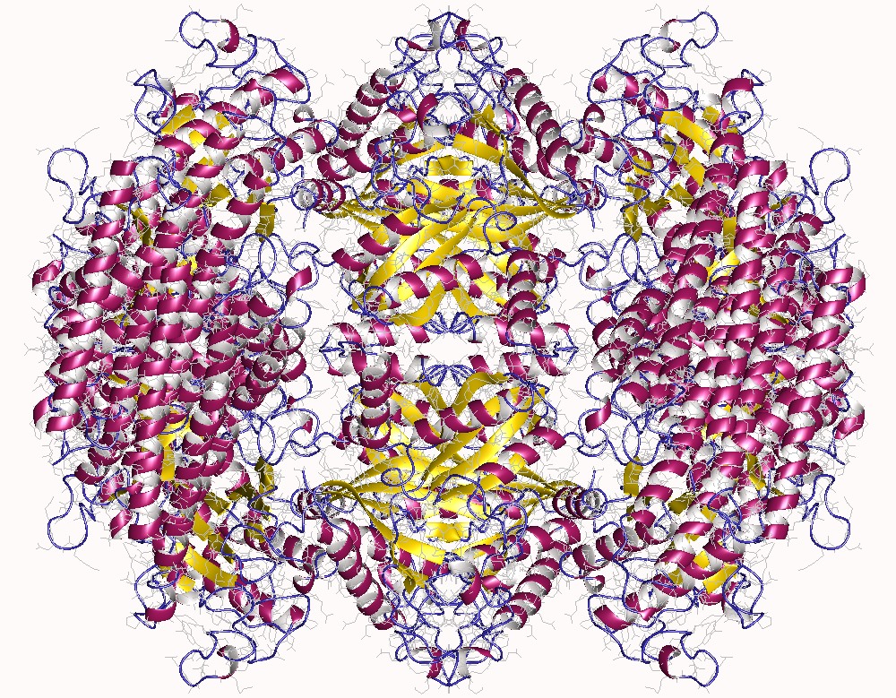 При расшифровке генома мыши. Ген ADPRT. Enzymes structure. Tetrahidrofolat metylcobalamin.