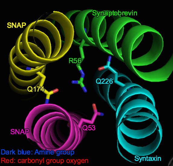 File:3Q-1R zero ionic layer structure on Pymol. png.png