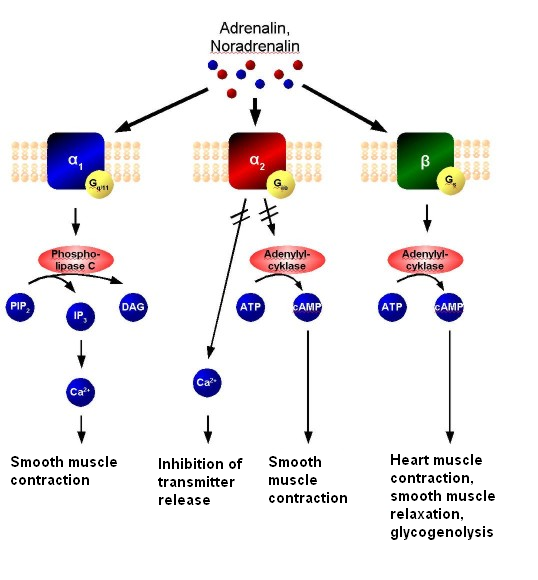 File:Adrenoceptor-Signal transduktion.PNG