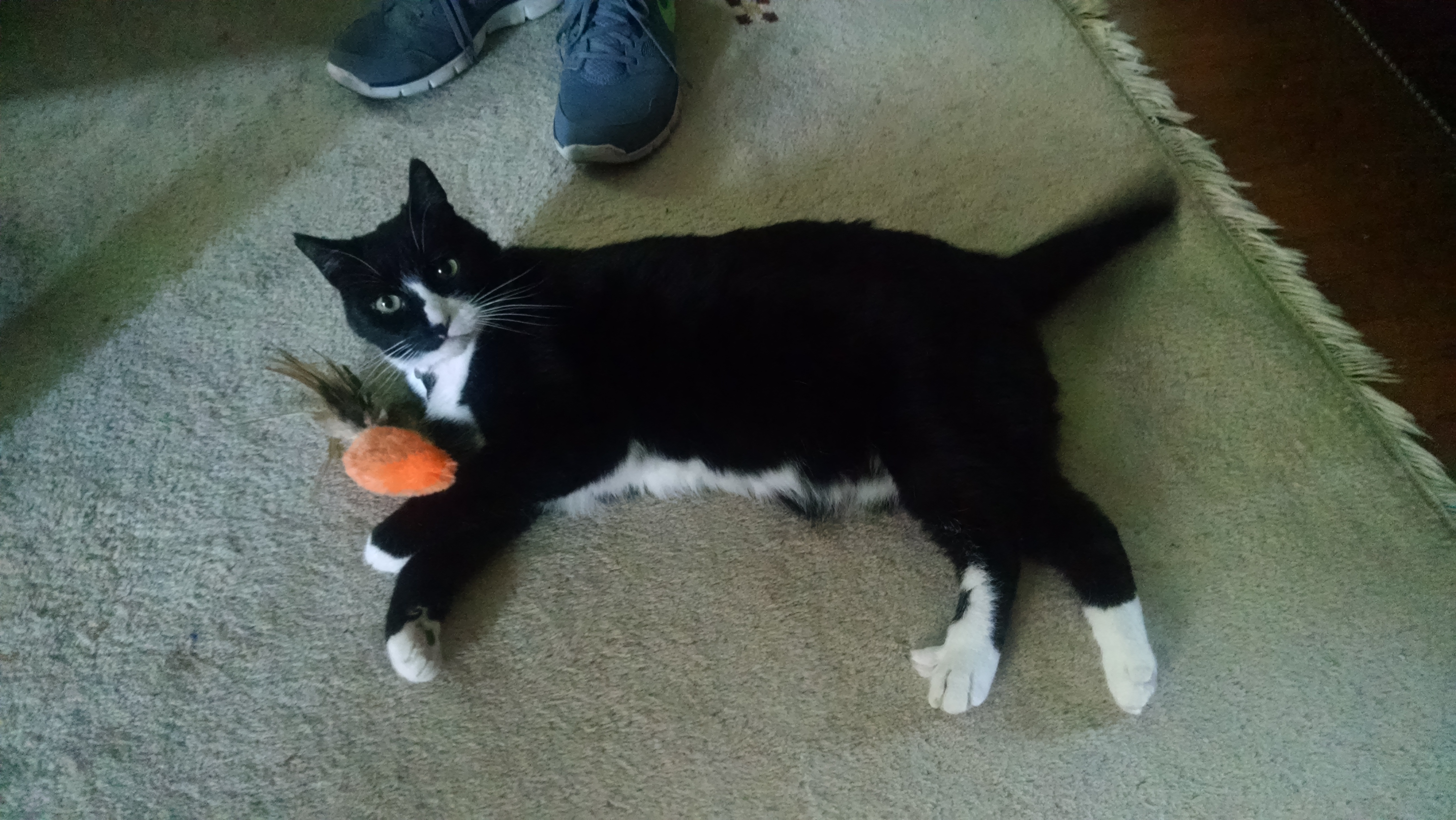 male tuxedo cat