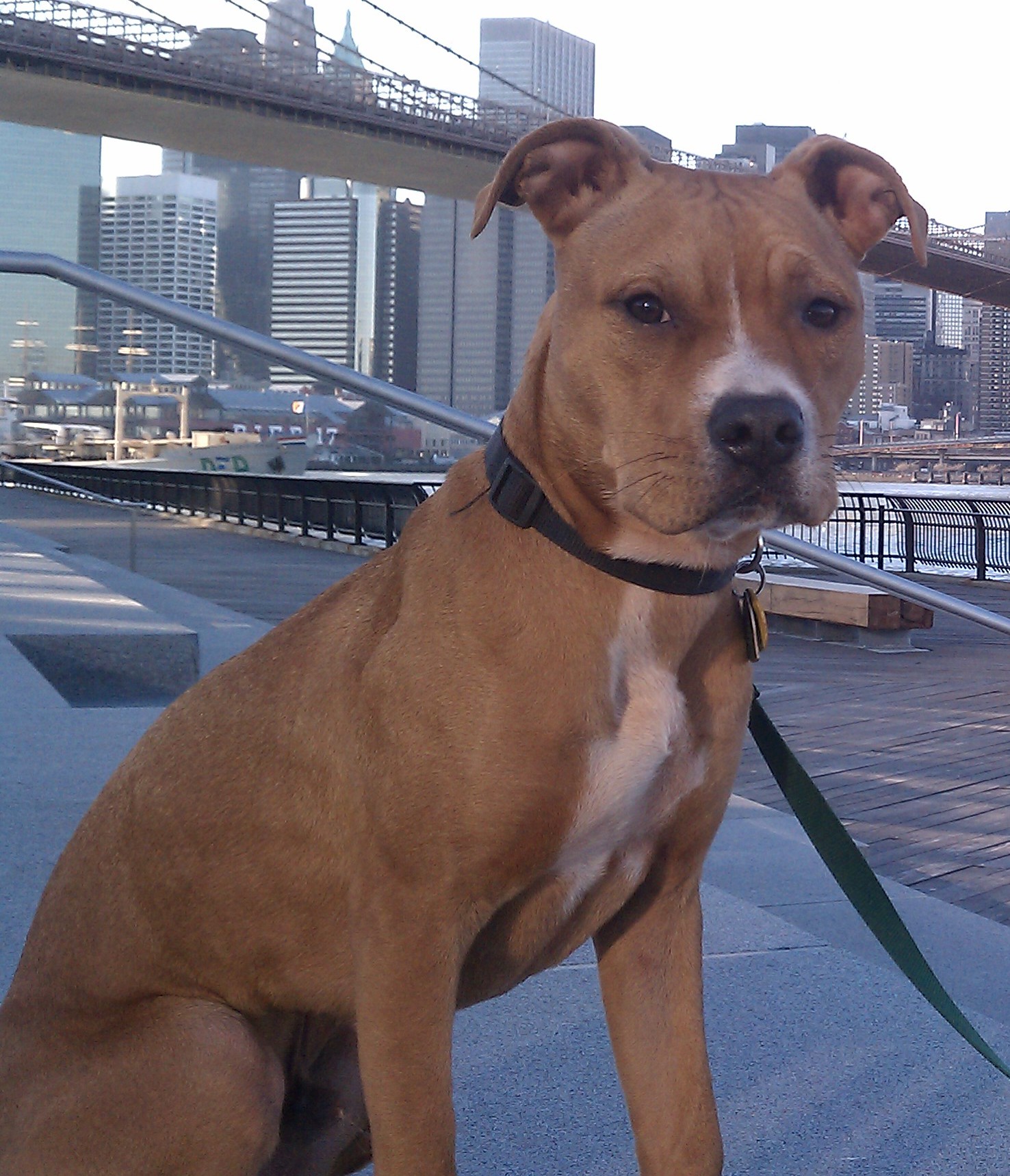 File:AmericanPitbullTerrierBrooklynBr.jpg  Wikimedia Commons