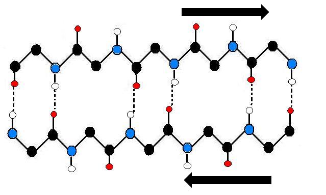 beta sheet antiparallel vs parallel