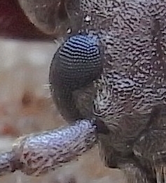 File:Arhopalus rusticus detail.jpg