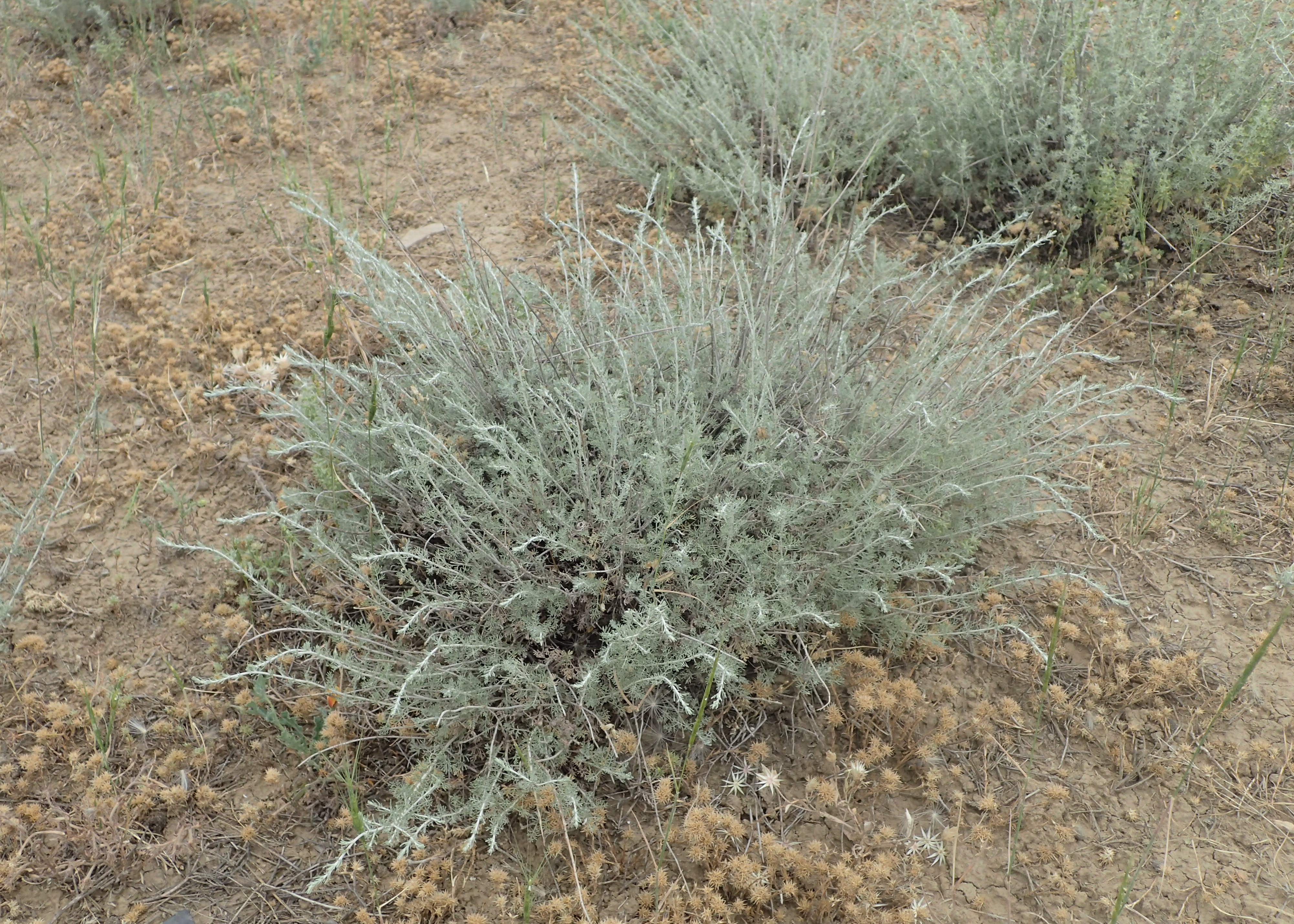 File:Artemisia annua sl18.jpg - Wikimedia Commons