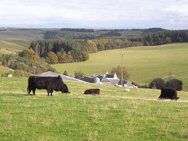 File:Bullocks at Wollrig - geograph.org.uk - 1532568.jpg