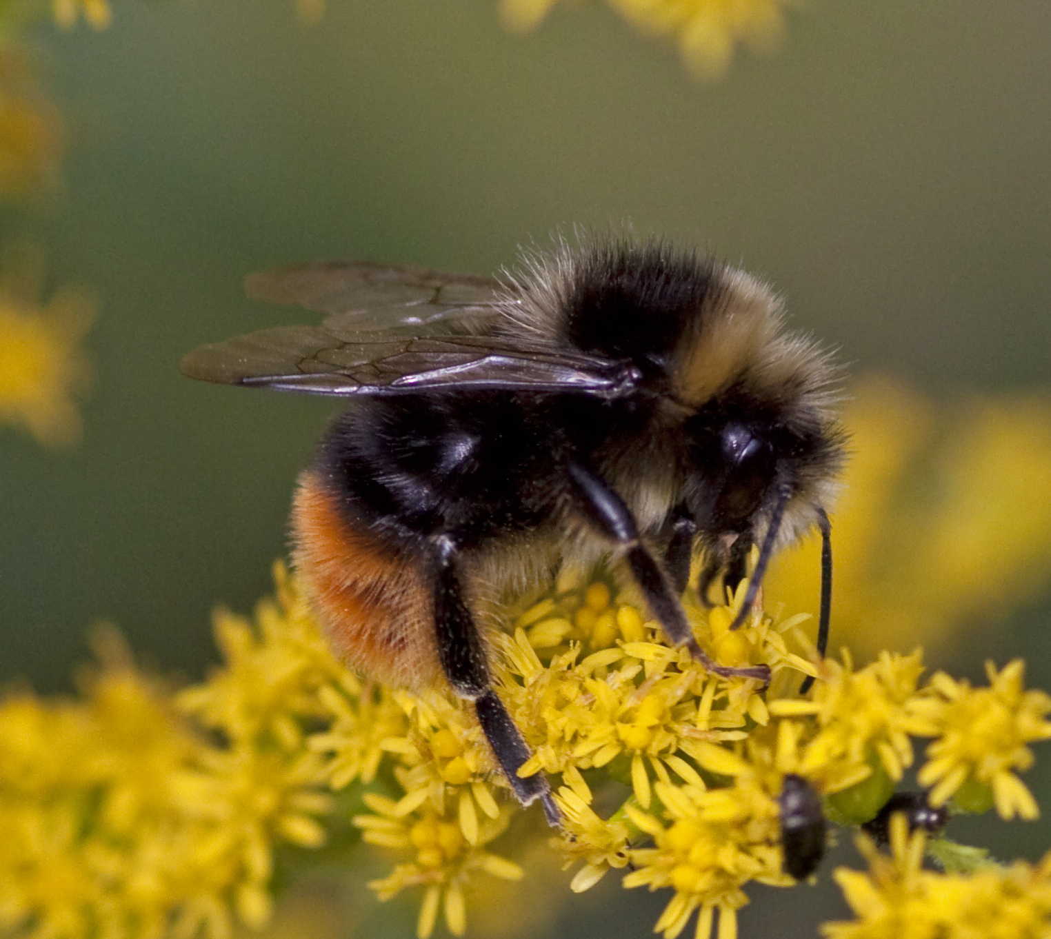 File Bumble Bee 4849358448 jpg Wikimedia Commons