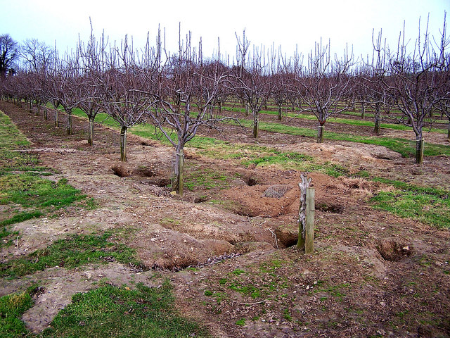 File:Busy bunnies - geograph.org.uk - 668900.jpg