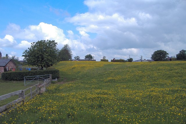 File:Buttercup meadow, Rushton - geograph.org.uk - 178393.jpg