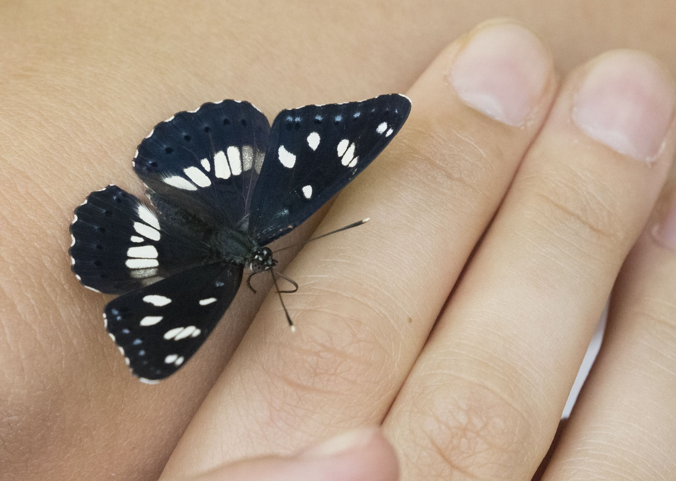 southern white admiral butterfly