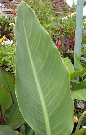 File:Canna Omega 20030824 013.jpg