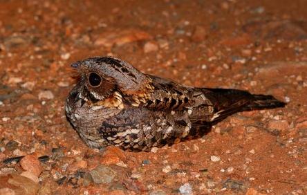 fiery-necked nightjar sound