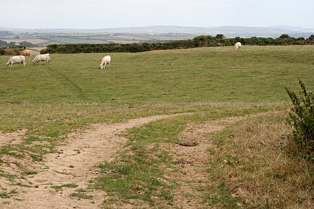 File:Cattle Pasture - geograph.org.uk - 213888.jpg