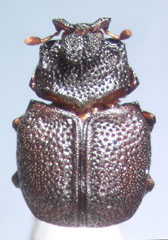 Chlamydopsinae Subfamily of beetles