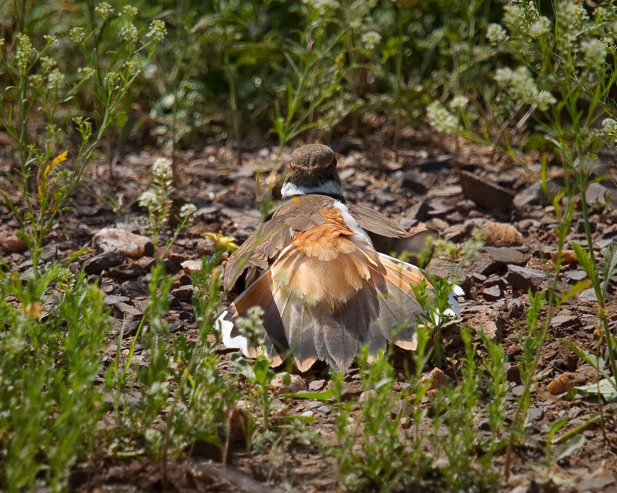 "Bird with broken wing"