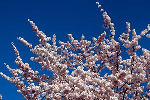 File:Cherry Blossoms (Marion County, Oregon scenic images) (marD0008c).jpg