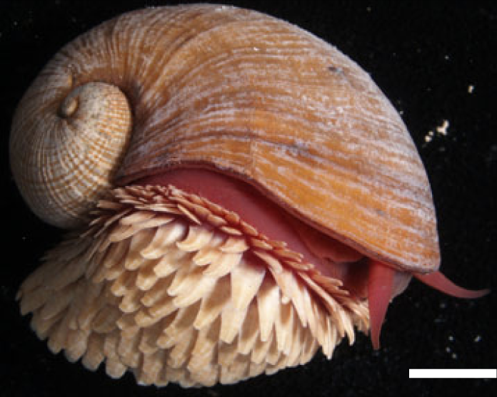 File:Red Land Snail (Schistoloma anostoma) on the hand rail  (15644106446).jpg - Wikimedia Commons