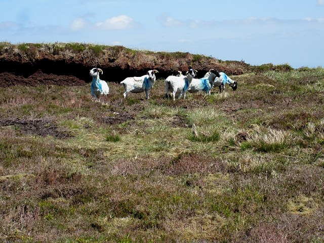 File:Cool Sheep - geograph.org.uk - 3525067.jpg