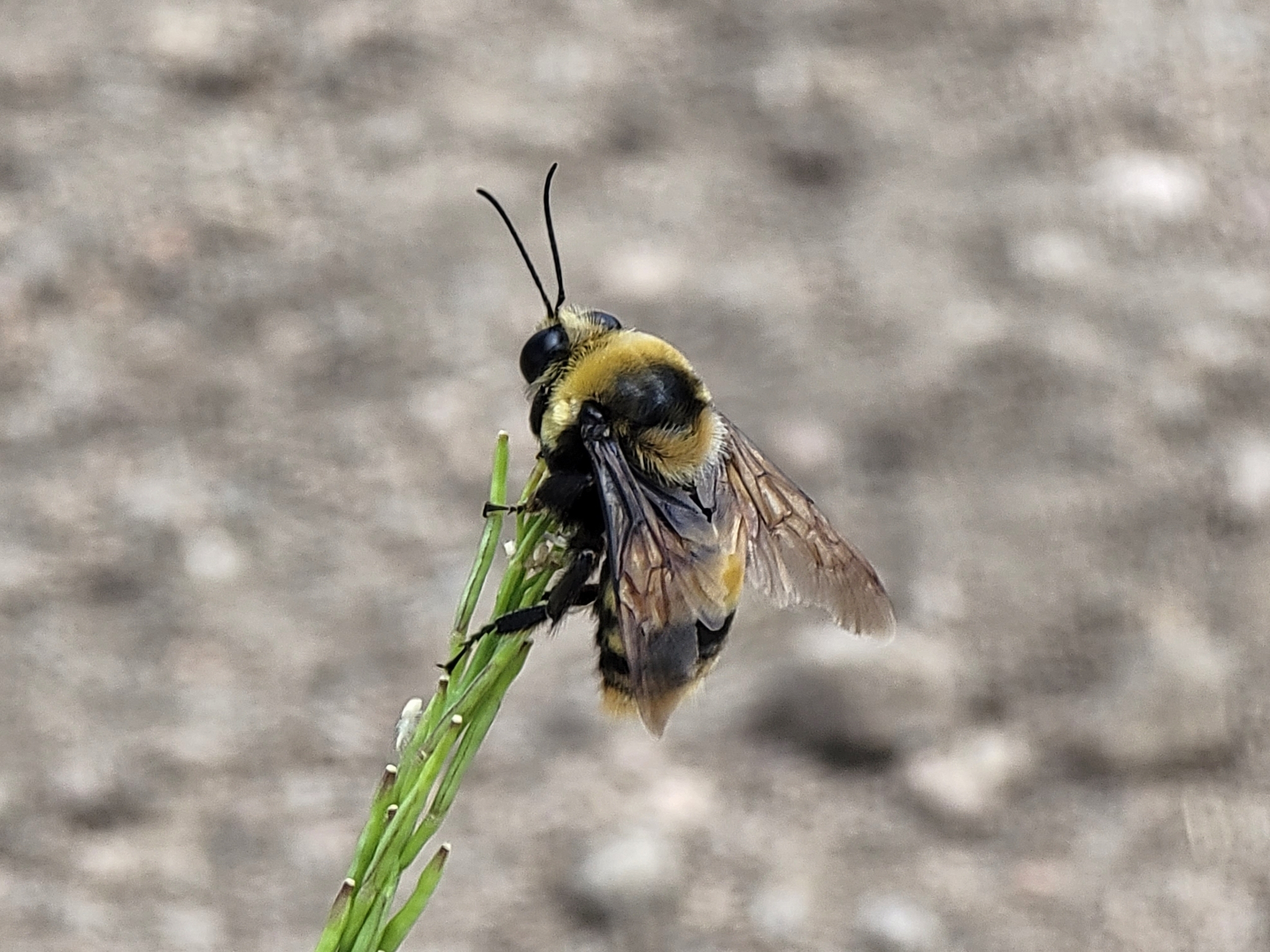 Bombus crotchii - Wikipedia