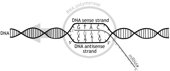 Transcripción genética - Wikipedia, la enciclopedia libre