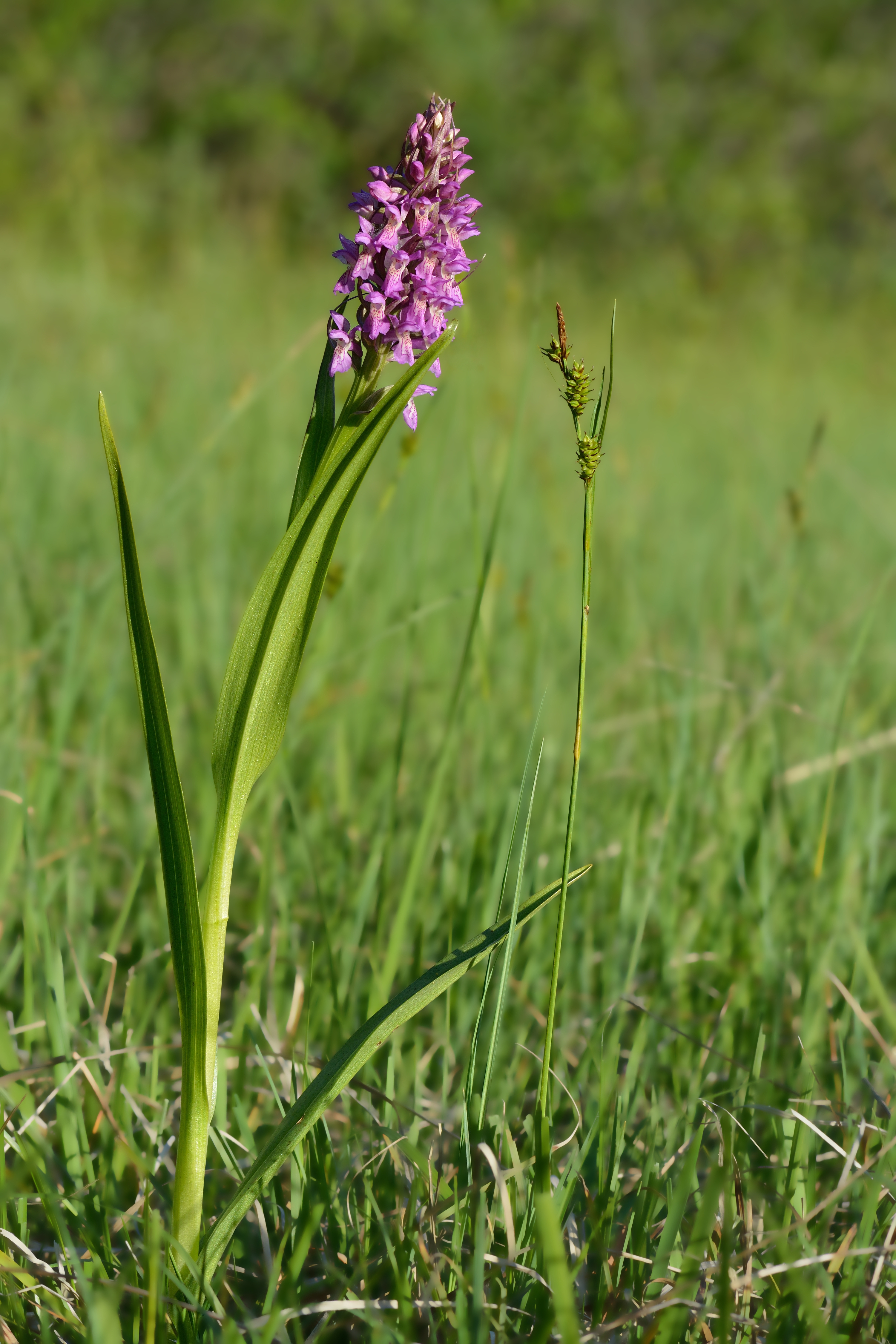 Salep orchid (Dactylorhiza incarnata ssp. incarnata)