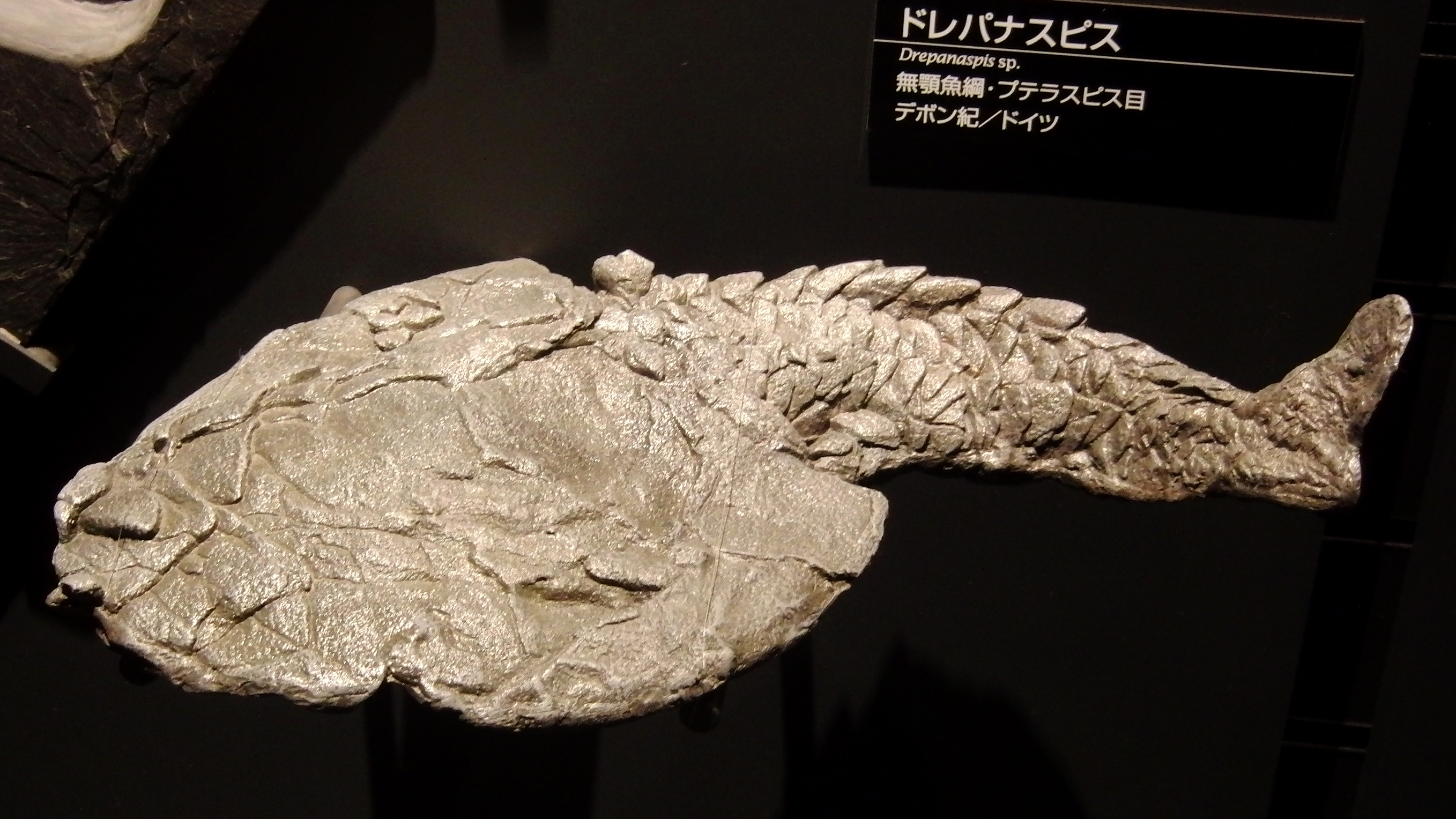 Drepanaspis Fossil.jpg