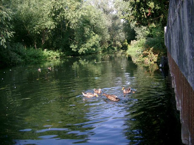 File:Ducks on the Great Ouse - geograph.org.uk - 221679.jpg