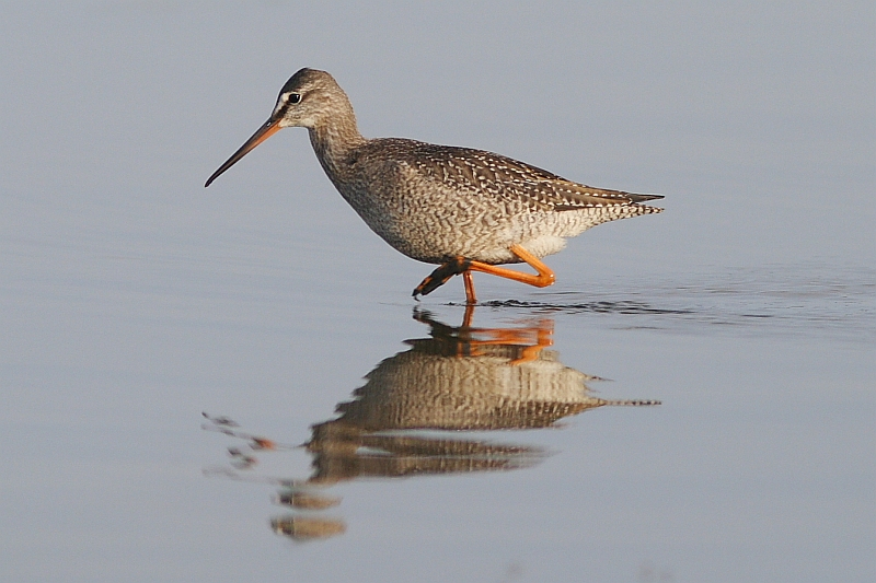 File:Dunkler Wasserlaeufer2.JPG