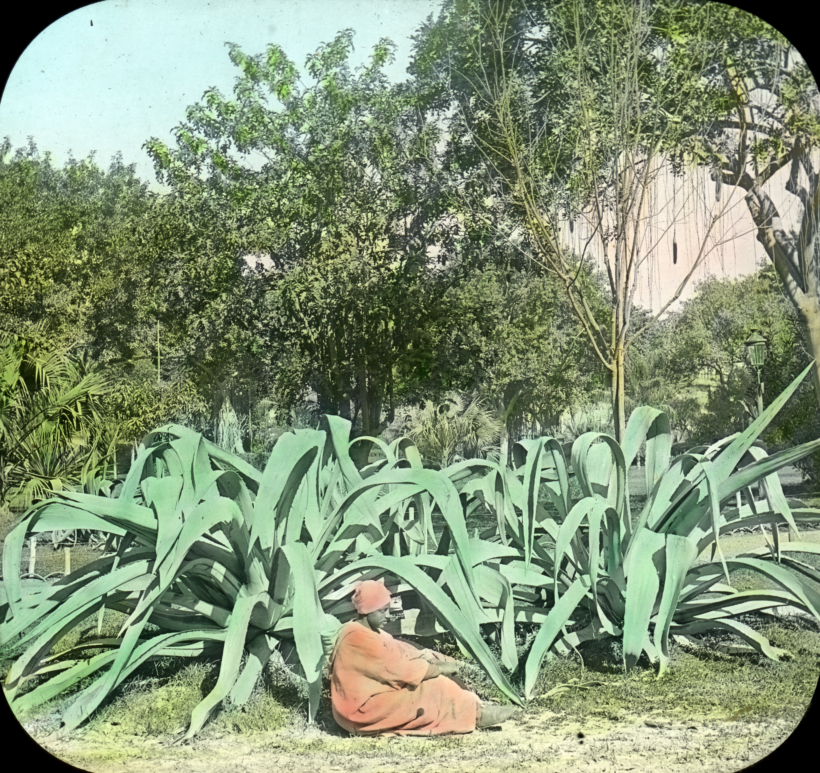 Aloe vera - Wikipedia