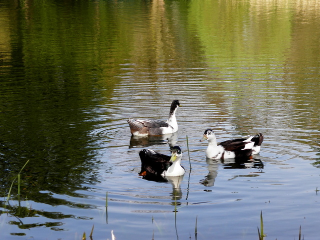 File:Enjoying the water, Peter's Lake - geograph.org.uk - 3934657.jpg