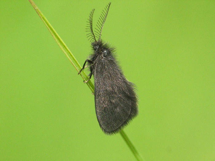 File:Epichnopterix plumella MK.jpg