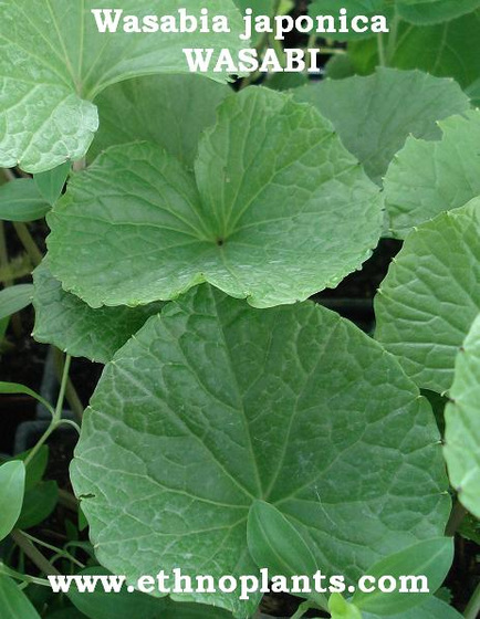 File:Ethnoplants-wasabi.jpg