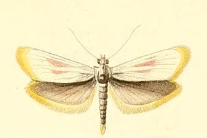 <i>Eurhodope</i> Genus of moths