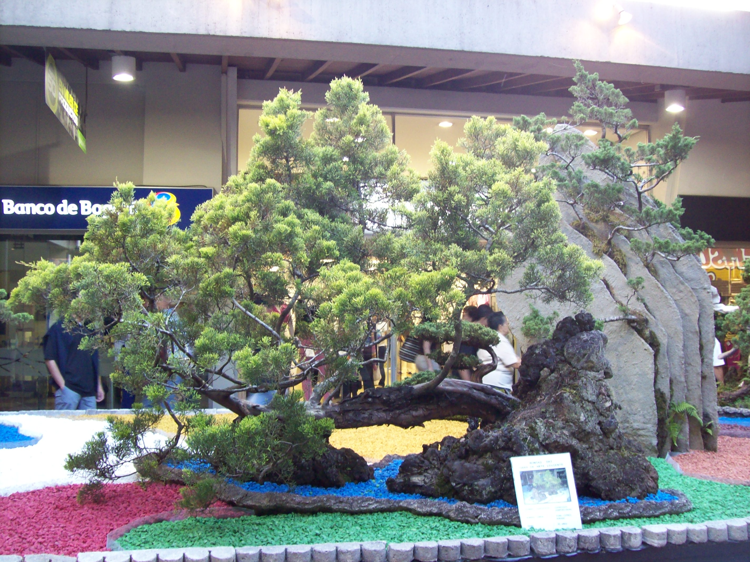 File:Exposición Bonsai 2008 Feria de Flores-05.JPG - Wikimedia Commons