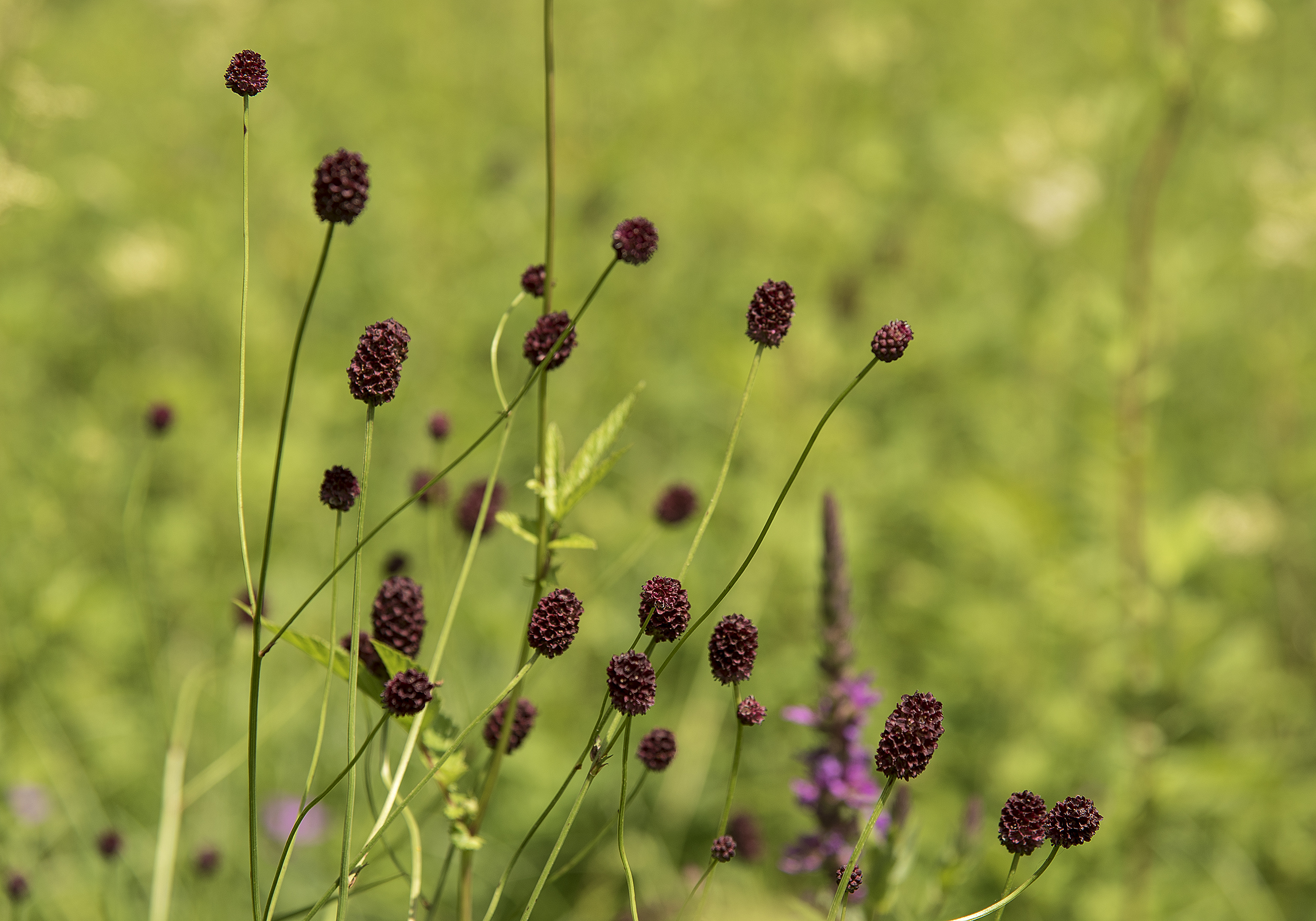 Кровохлебка лекарственная (Sanguisorba officinalis l.) высота до