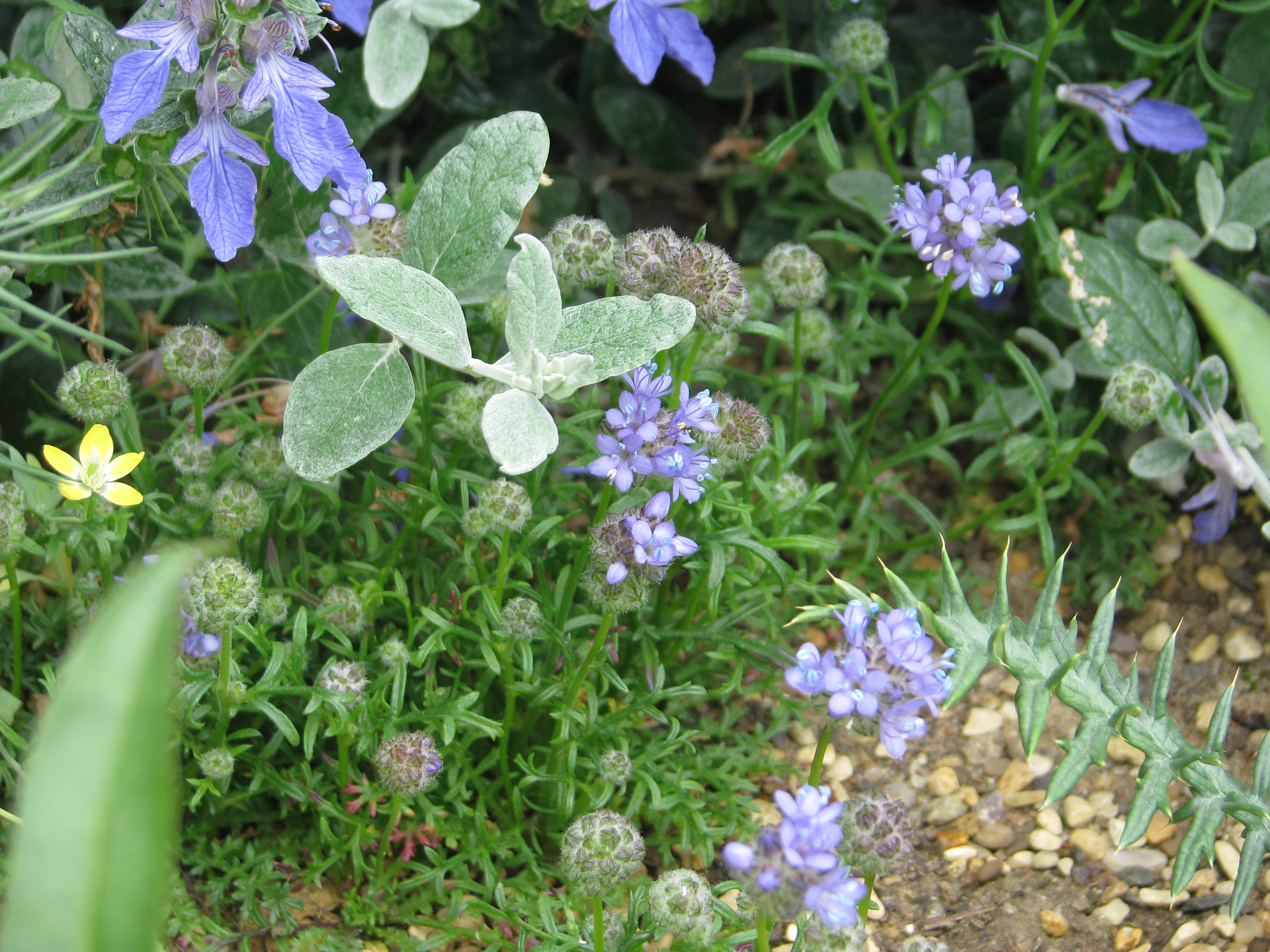 Gilia capitata chamissonis (9215494194).jpg