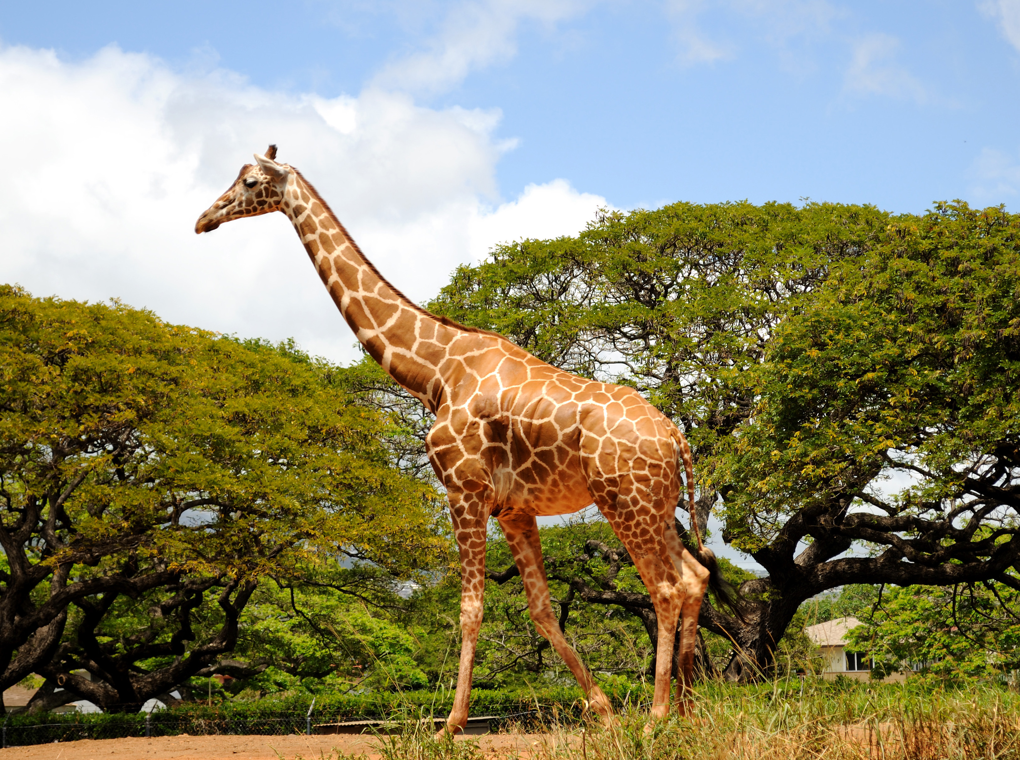 File:Giraffe! (4565230826).jpg - Wikimedia Commons