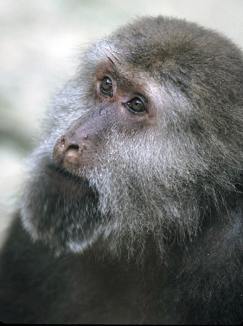 File:Gros plan Macaca thibetana.jpg