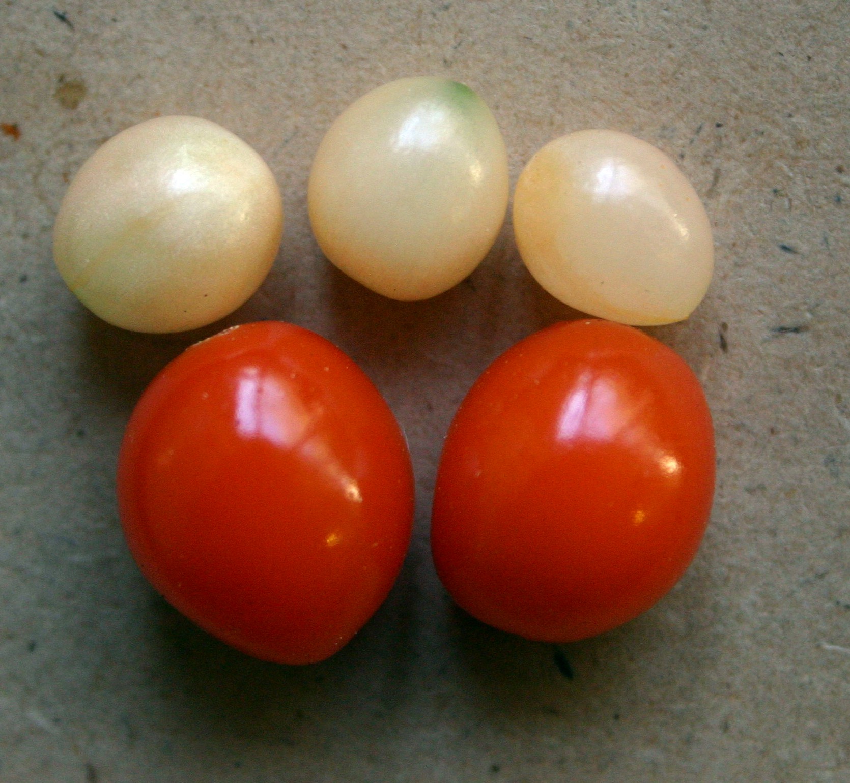 Frutos (de color rojo) y semillas (opalescentes) de Haemanthus albiflos.