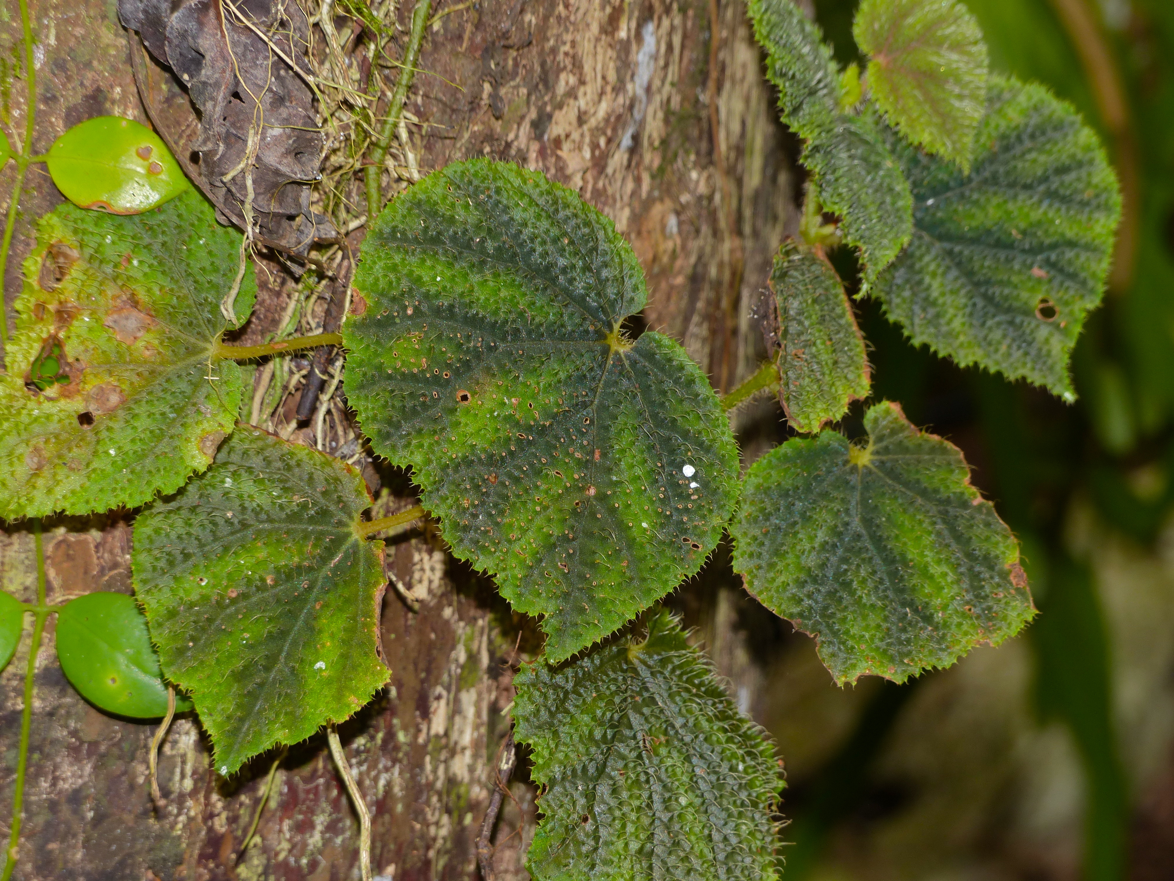 Hairy Begonia (Begonia conipila) (15292864068).jpg