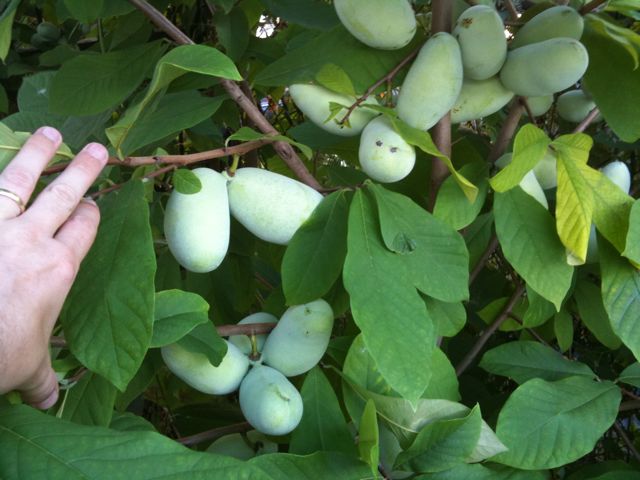 File:Hand pollinated pawpaw fruit.jpg