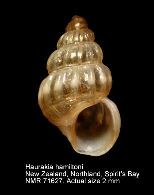 <i>Haurakia</i> Genus of gastropods