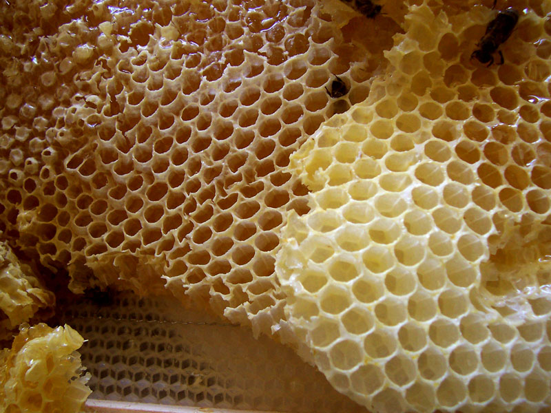  Honey comb 