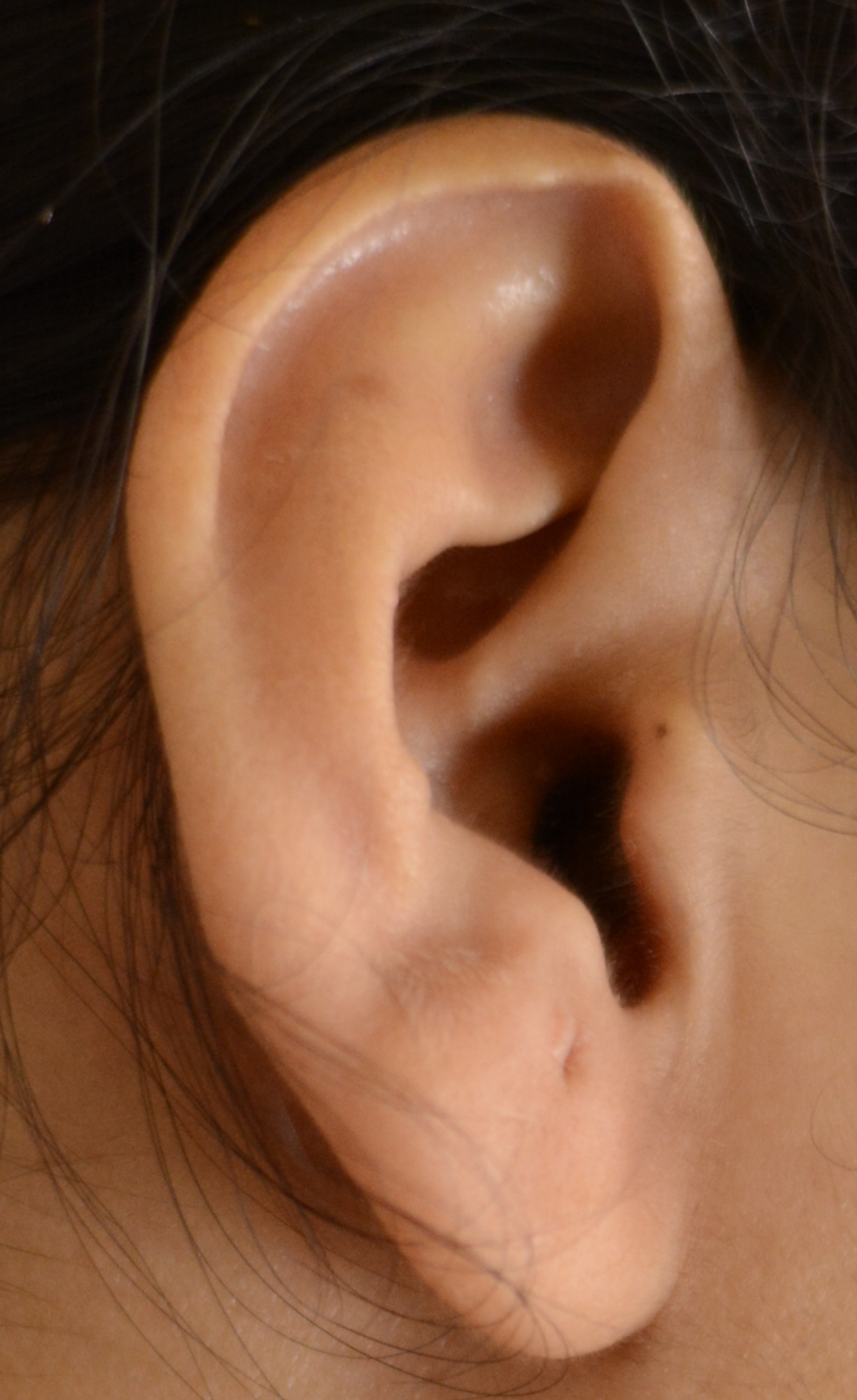 Human Ear.jpg. 